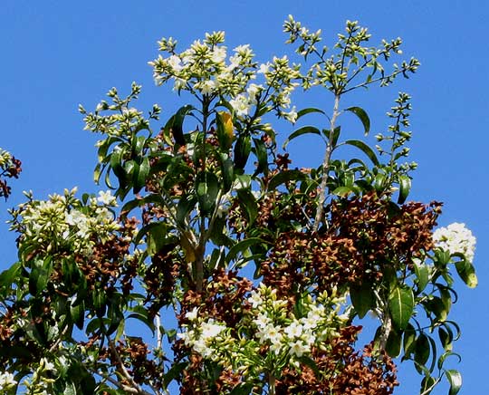 Princewood, CORDIA GERASCANTHUS, flowering branch