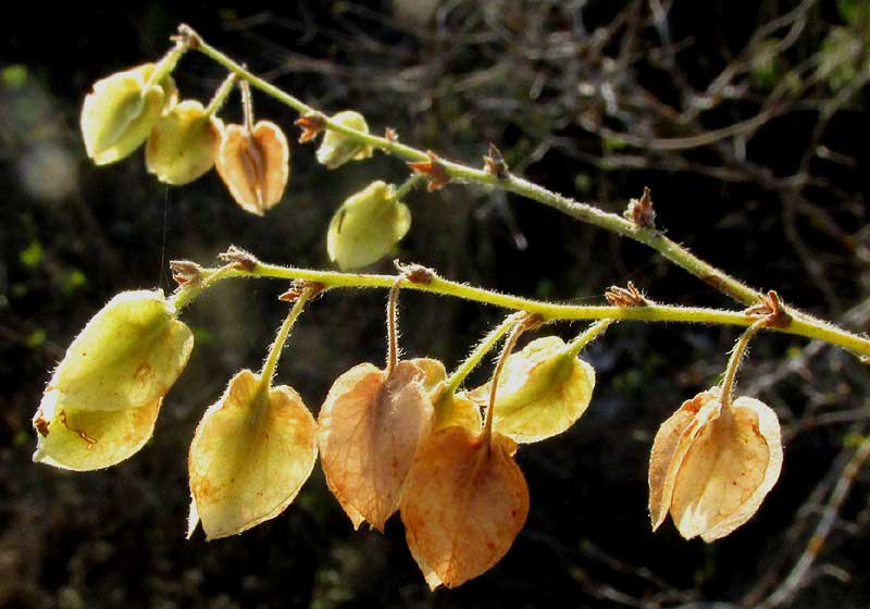 GYMNOPODIUM FLORIBUNDUM, fruits