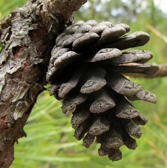 Teocote Pine, PINUS TEOCOTE, cone