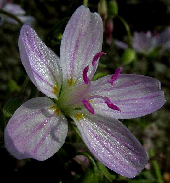 Spring Beauty, CLAYTONIA VIRGINICA, flower
