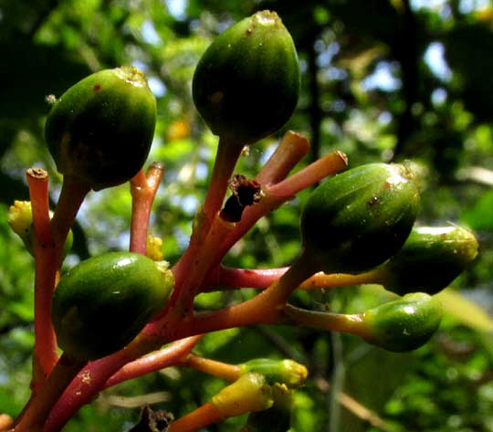 PALICOUREA PADIFOLIA, immature fruits