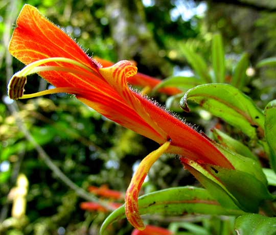 COLUMNEA PURPUSII, flower