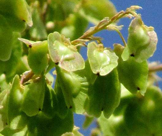 Mexican Ponytail, BEAUCARNEA PLIABILIS, fruits