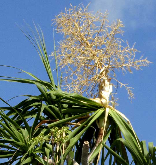 Mexican Ponytail, BEAUCARNEA PLIABILIS, inflorescence