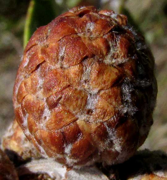 Buttonwood, CONOCARPUS ERECTUS immature fruiting head