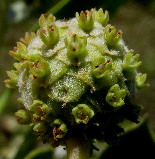 Buttonwood, CONOCARPUS ERECTUS, female flowers in maturing head