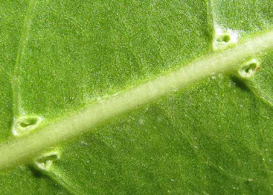 Buttonwood, CONOCARPUS ERECTUS, glands on bottom leaf surface
