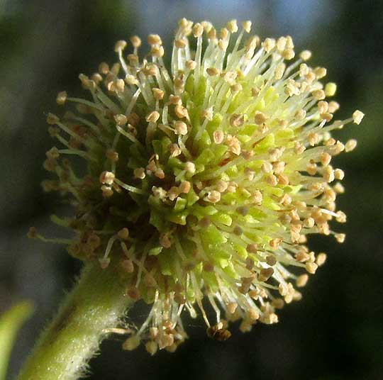 Buttonwood, CONOCARPUS ERECTUS, male flowering head