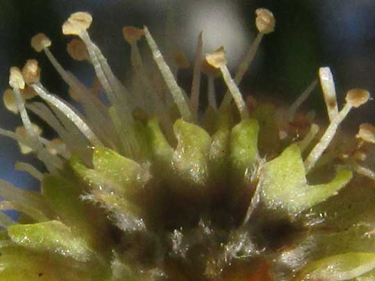 Buttonwood, CONOCARPUS ERECTUS, male flowers