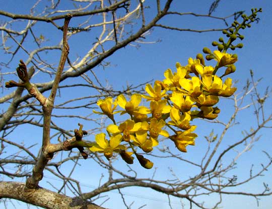 Brazileto, CAESALPINIA MOLLIS, inflorescence