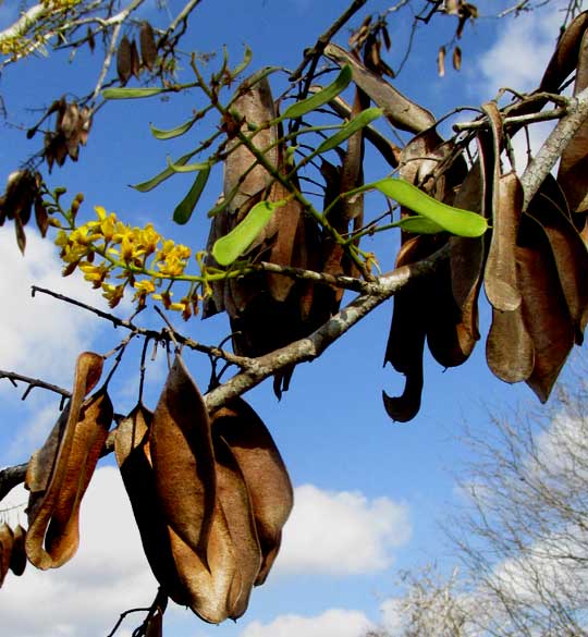 Brazileto, CAESALPINIA MOLLIS, legumes