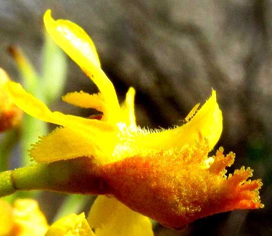 Brazileto, CAESALPINIA MOLLIS, fringed sepals with glands