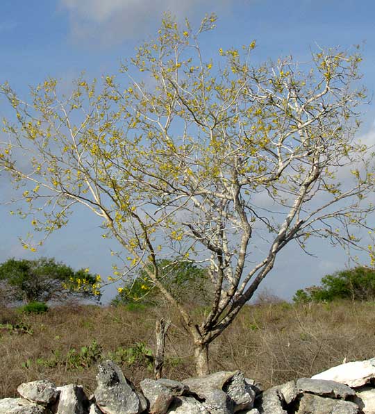 Brazileto, CAESALPINIA MOLLIS, flowering and leafless