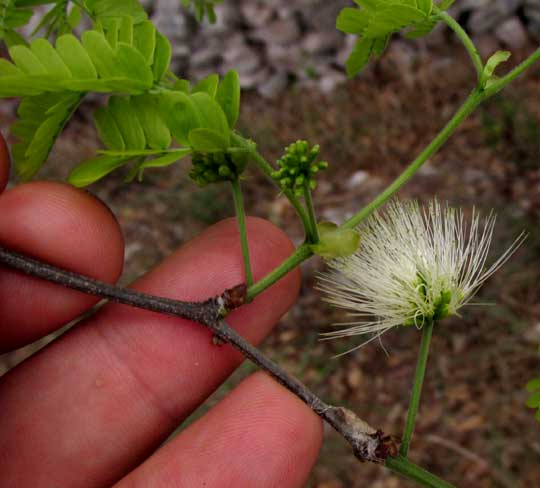 Whiteseed Manga, CHLOROLEUCON MANGENSE, flowers & emerging leaves