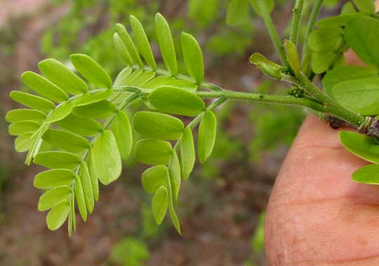 Whiteseed Manga, CHLOROLEUCON MANGENSE young leaf