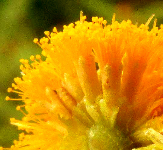 Feather Acacia or Huizache, VACHELLIA [ACACIA] PENNATULA ssp. PARVICEPHALA, flowers