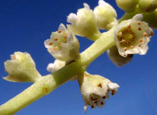 White Mangrove, LAGUNCULARIA RACEMOSA, flowers