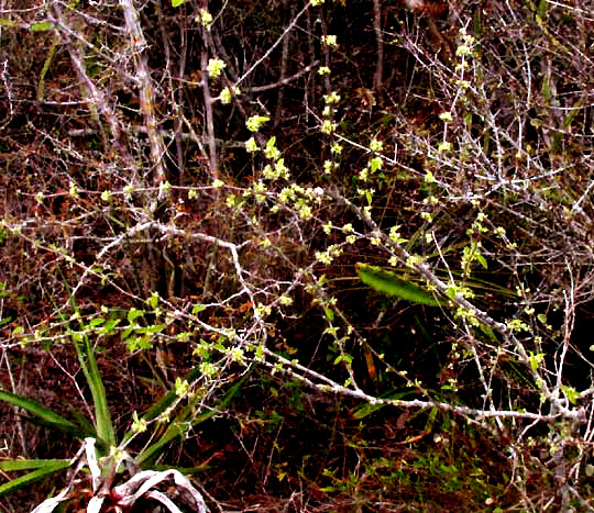 ADELIA OAXACANA, flowering branch