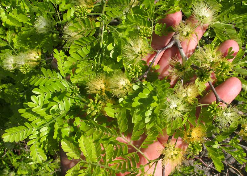 False Tamarind, Lysiloma latisiliquum, leaves & flowers