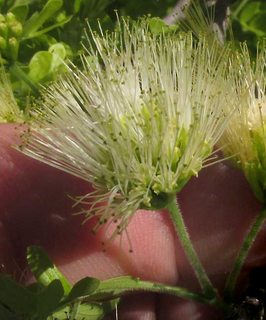 False Tamarind, Lysiloma latisiliquum, flowering head