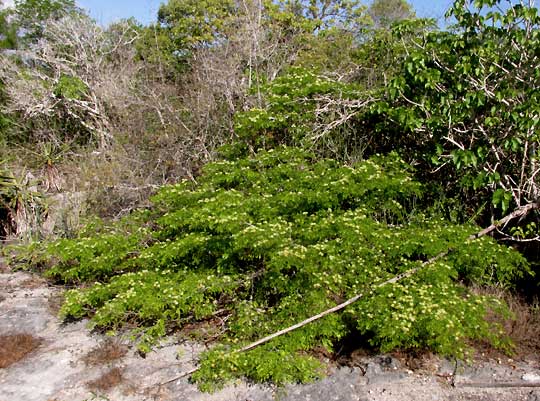 False Tamarind, Lysiloma latisiliquum, tree