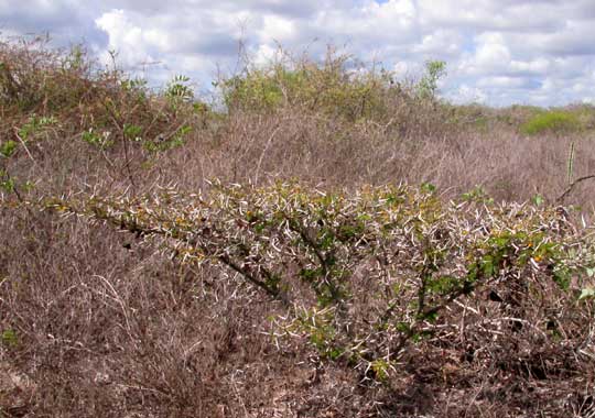 Globular Acacia, VACHELLIA [ACACIA] GLOBULIFERA, flat-topped plant