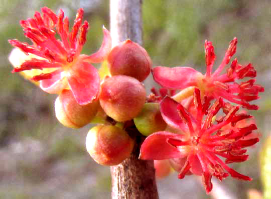 ENRIQUEBELTRANIA CRENATIFOLIA, male flowers