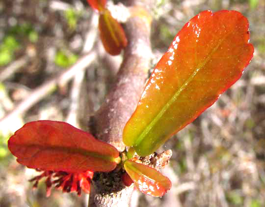 ENRIQUEBELTRANIA CRENATIFOLIA, young leaves