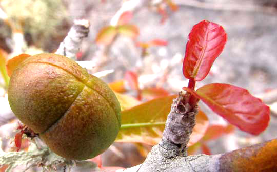 ENRIQUEBELTRANIA CRENATIFOLIA, fruit