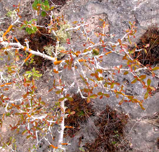 ENRIQUEBELTRANIA CRENATIFOLIA, bush