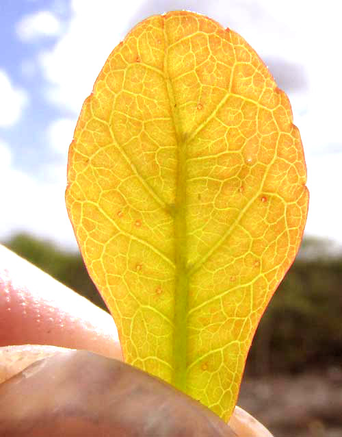 ENRIQUEBELTRANIA CRENATIFOLIA, leaf showing glands & domatia