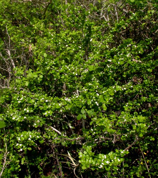 RANDIA OBCORDATA, tree in flower