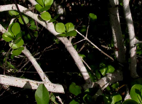 RANDIA OBCORDATA, trunks