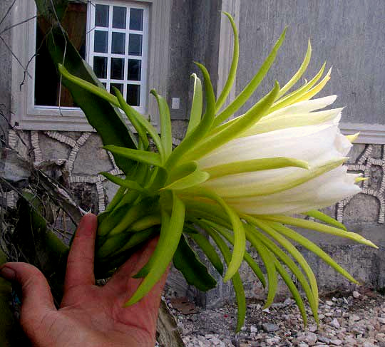 is night blooming cereus poisonous to dogs