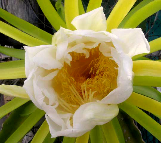 Night-blooming Cereus, HYLOCEREUS UNDATUS, view into flower showing stamens along wall