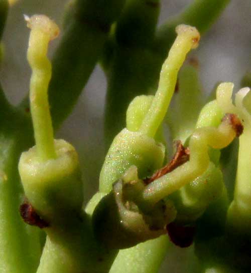 Tropical Mistletoe, STRUTHANTHUS CASSYTHOIDES, flowers with corollas ejected