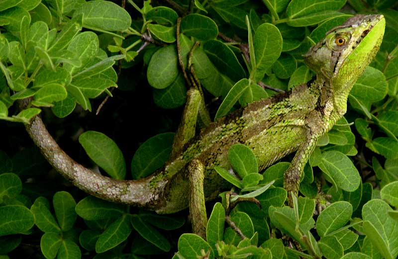 Serrated Casqueheaded Basilisk, LAEMANCTUS SERRATUS