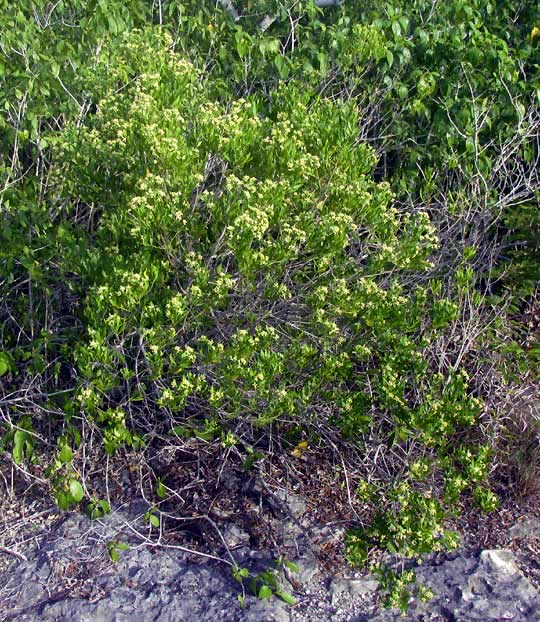 Broombush Falsewillow, BACCHARIS DIOICA