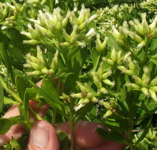 Broombush Falsewillow, BACCHARIS DIOICA, inflorescence with many heads