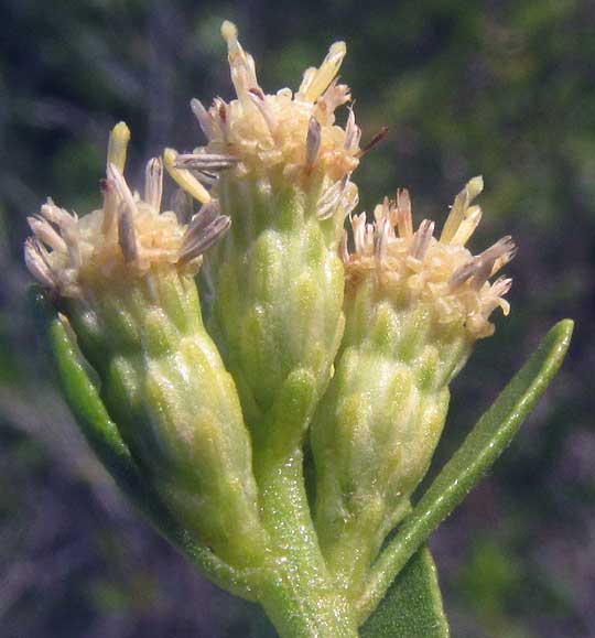 Broombush Falsewillow, BACCHARIS DIOICA, involucres & extended female flowers