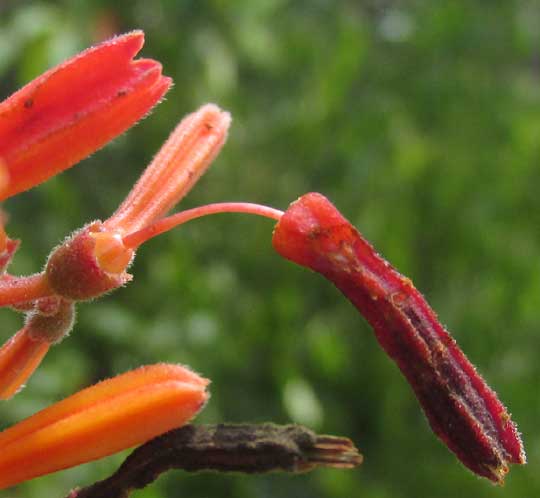 HAMELIA PATENS, Scarlet-Bush, corolla slipping over style