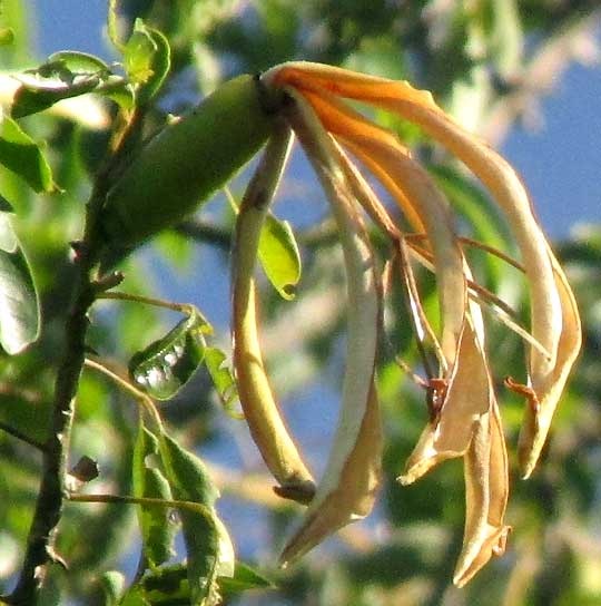 Schott's Ceiba, CEIBA SCHOTTII, flower showing staminal column