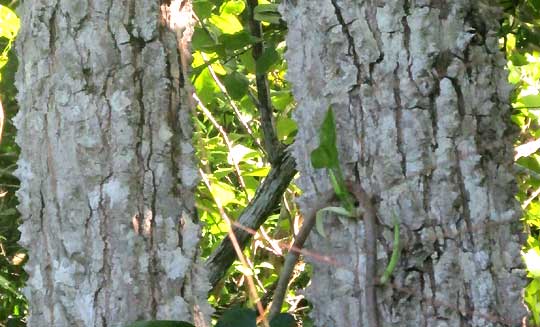 Schott's Ceiba, CEIBA SCHOTTII, trunks with spines