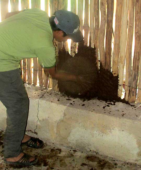 applying mud and straw to interior of Maya hut wall