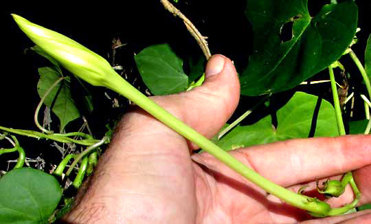 Moonflower, IPOMOEA ALBA, flower bud