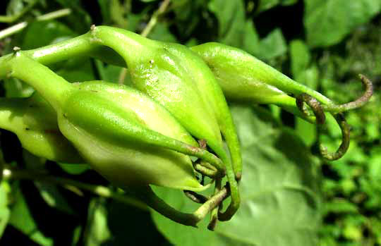 Moonflower, IPOMOEA ALBA, projections on sepals