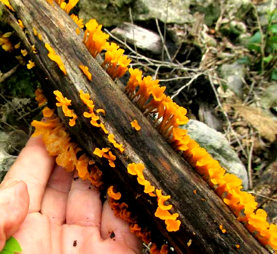 Fan-shaped Jelly Fungus, DACRYOPINAX SPATHULARIA