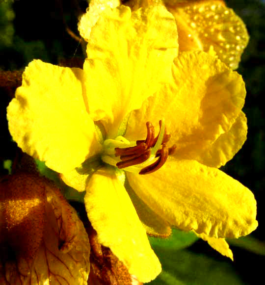 SENNA VILLOSA flower