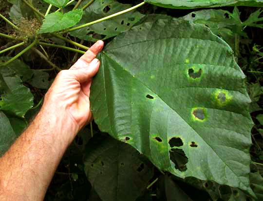 Cow Itch, URERA BACCIFERA, leaf