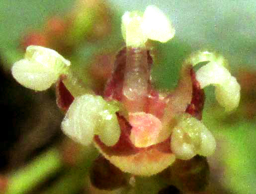 Cow Itch, URERA BACCIFERA, male flower